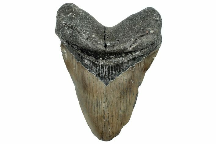 Serrated, Fossil Megalodon Tooth - North Carolina #309493